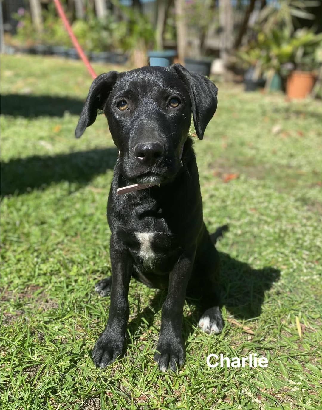 Charlie Charlie